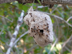 Polybia chrysothorax