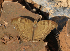 Junonia iphita iphita
