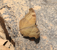 Junonia iphita iphita