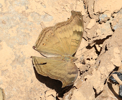 Junonia iphita iphita