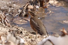 Turdus iliacus