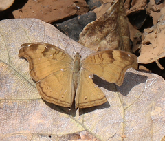 Junonia iphita iphita