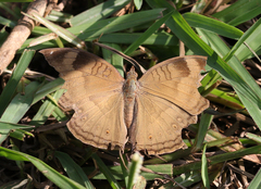 Junonia iphita iphita