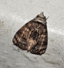 Chlumetia