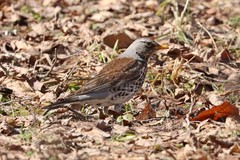 Turdus pilaris