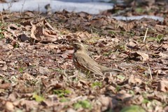Turdus iliacus