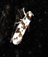 Barea euprepes