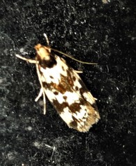Barea euprepes