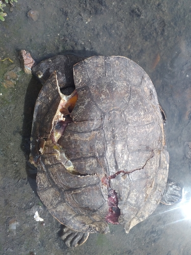 Tuberculate Toad-headed Turtle