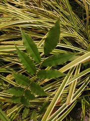 Zanthoxylum nitidum