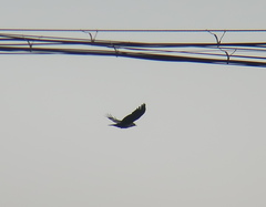 Corvus macrorhynchos