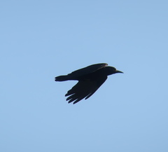 Corvus frugilegus