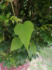 Liquidambar formosana