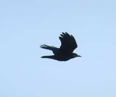 Corvus frugilegus