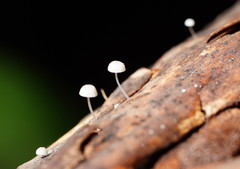 Mycena piringa