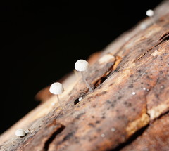 Mycena piringa