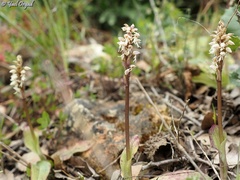Neotinea maculata