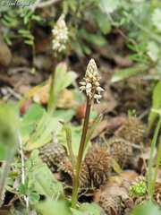 Neotinea maculata