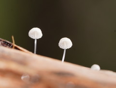 Mycena piringa