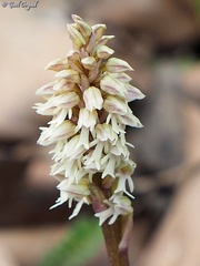 Neotinea maculata