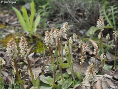 Neotinea maculata