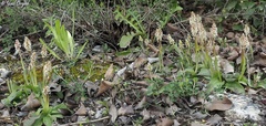Neotinea maculata