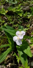 Tradescantia ozarkana