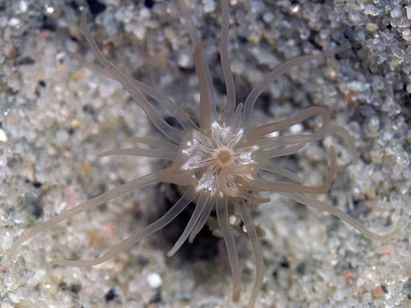 Timid Burrowing Anemone