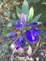 Periandra mediterranea