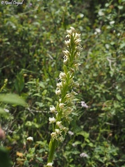 Orchis galilaea