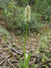 Orchis galilaea