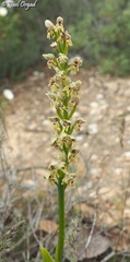 Orchis galilaea