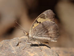 Junonia hierta hierta