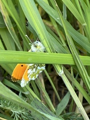 Anthocharis cardamines