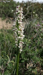 Orchis galilaea