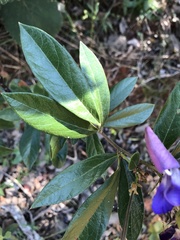 Periandra mediterranea