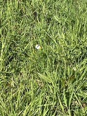 Anthocharis cardamines