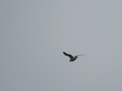 Leucophaeus pipixcan