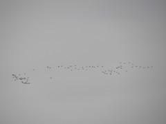 Leucophaeus pipixcan