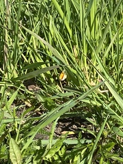 Anthocharis cardamines