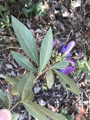 Periandra mediterranea