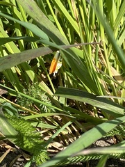 Anthocharis cardamines