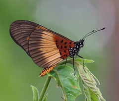 Acraea aganice montana