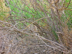 Aimophila ruficeps canescens