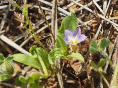 Convolvulus pentapetaloides