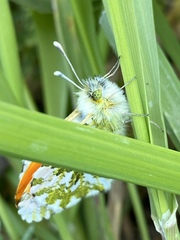 Anthocharis cardamines