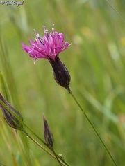 Crupina crupinastrum