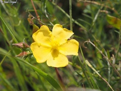 Fumana arabica