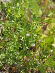 Vicia lenticula
