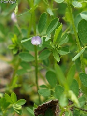 Vicia lenticula